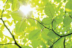 plant leaf